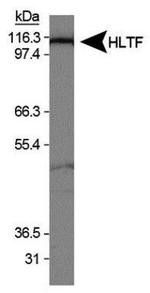 HLTF Antibody in Western Blot (WB)
