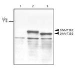 DNMT3B Antibody in Western Blot (WB)