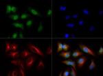 NTHL1 Antibody in Immunocytochemistry (ICC/IF)