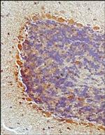 NKB Antibody in Immunohistochemistry (Paraffin) (IHC (P))