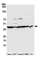beta Actin Antibody in Western Blot (WB)