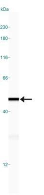 beta Actin Antibody in Western Blot (WB)