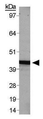beta Actin Antibody in Western Blot (WB)