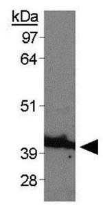 beta Actin Antibody in Western Blot (WB)