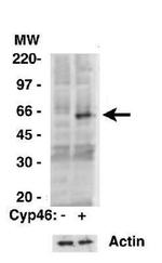 CYP46A1 Antibody in Western Blot (WB)
