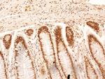 NuMA Antibody in Immunohistochemistry (Paraffin) (IHC (P))
