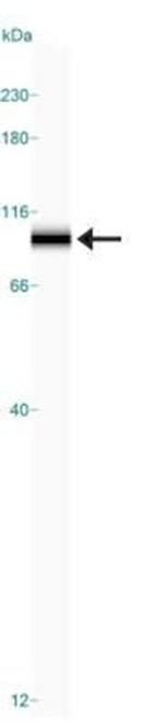 KIF2A Antibody in Western Blot (WB)