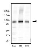 KIF2A Antibody in Western Blot (WB)