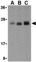 TL1A Polyclonal Antibody