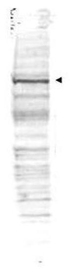 Cdc27 Polyclonal Antibody