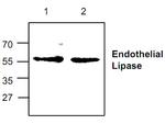 LIPG Antibody in Western Blot (WB)