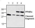 PPAR alpha Antibody in Western Blot (WB)