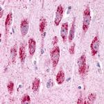 GPR3 Antibody in Immunohistochemistry (Paraffin) (IHC (P))