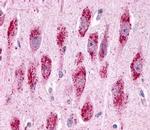 GPR3 Antibody in Immunohistochemistry (Paraffin) (IHC (P))