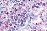 GPR3 Antibody in Immunohistochemistry (Paraffin) (IHC (P))