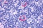 GPCR ORF4 Antibody in Immunohistochemistry (Paraffin) (IHC (P))