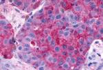 GPCR ORF4 Antibody in Immunohistochemistry (Paraffin) (IHC (P))