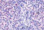 FPR3 Antibody in Immunohistochemistry (Paraffin) (IHC (P))