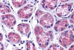 GPRC5C Antibody in Immunohistochemistry (Paraffin) (IHC (P))