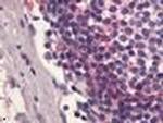 EDG6 Polyclonal Antibody