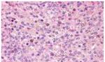 GPR171 Antibody in Immunohistochemistry (Paraffin) (IHC (P))