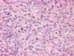 GPR171 Antibody in Immunohistochemistry (Paraffin) (IHC (P))