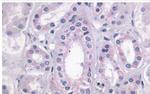 LPAR4 Antibody in Immunohistochemistry (Paraffin) (IHC (P))