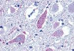 mGluR8 Antibody in Immunohistochemistry (Paraffin) (IHC (P))