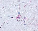 mGluR8 Antibody in Immunohistochemistry (IHC)