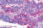 NTSR2 Antibody in Immunohistochemistry (Paraffin) (IHC (P))