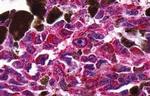 NTSR2 Antibody in Immunohistochemistry (Paraffin) (IHC (P))