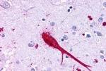 GPR37 Antibody in Immunohistochemistry (Paraffin) (IHC (P))