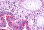 GPR37 Antibody in Immunohistochemistry (Paraffin) (IHC (P))