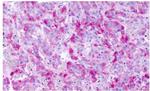 GPCR LS190419 Antibody in Immunohistochemistry (Paraffin) (IHC (P))