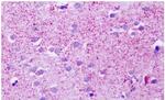 GPCR LS190419 Antibody in Immunohistochemistry (Paraffin) (IHC (P))