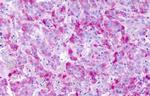 GPCR LS190419 Antibody in Immunohistochemistry (Paraffin) (IHC (P))