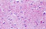 GPCR LS190419 Antibody in Immunohistochemistry (Paraffin) (IHC (P))