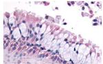 LS189744 Antibody in Immunohistochemistry (Paraffin) (IHC (P))