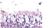LS189744 Antibody in Immunohistochemistry (Paraffin) (IHC (P))