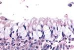 LS189744 Antibody in Immunohistochemistry (Paraffin) (IHC (P))