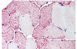 RXFP2 Antibody in Immunohistochemistry (Paraffin) (IHC (P))