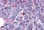 GPR108 Antibody in Immunohistochemistry (Paraffin) (IHC (P))