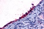 GPR108 Antibody in Immunohistochemistry (Paraffin) (IHC (P))