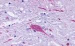 GPR137B Antibody in Immunohistochemistry (Paraffin) (IHC (P))