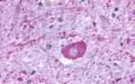 GPR137B Antibody in Immunohistochemistry (Paraffin) (IHC (P))