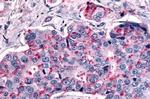 MRGPRX4 Antibody in Immunohistochemistry (Paraffin) (IHC (P))