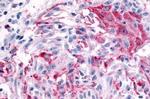 MRGPRX4 Antibody in Immunohistochemistry (Paraffin) (IHC (P))