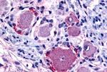 MRGPRX4 Antibody in Immunohistochemistry (Paraffin) (IHC (P))