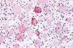 MRGPRX4 Antibody in Immunohistochemistry (Paraffin) (IHC (P))