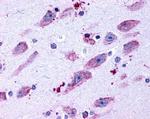 D4 Dopamine Receptor Antibody in Immunohistochemistry (Paraffin) (IHC (P))